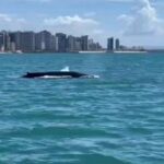 Baleia Jubarte é avistada em praias de Fortaleza: cena rara