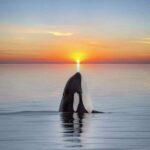 Fotos impressionantes de orcas ao pôr do sol