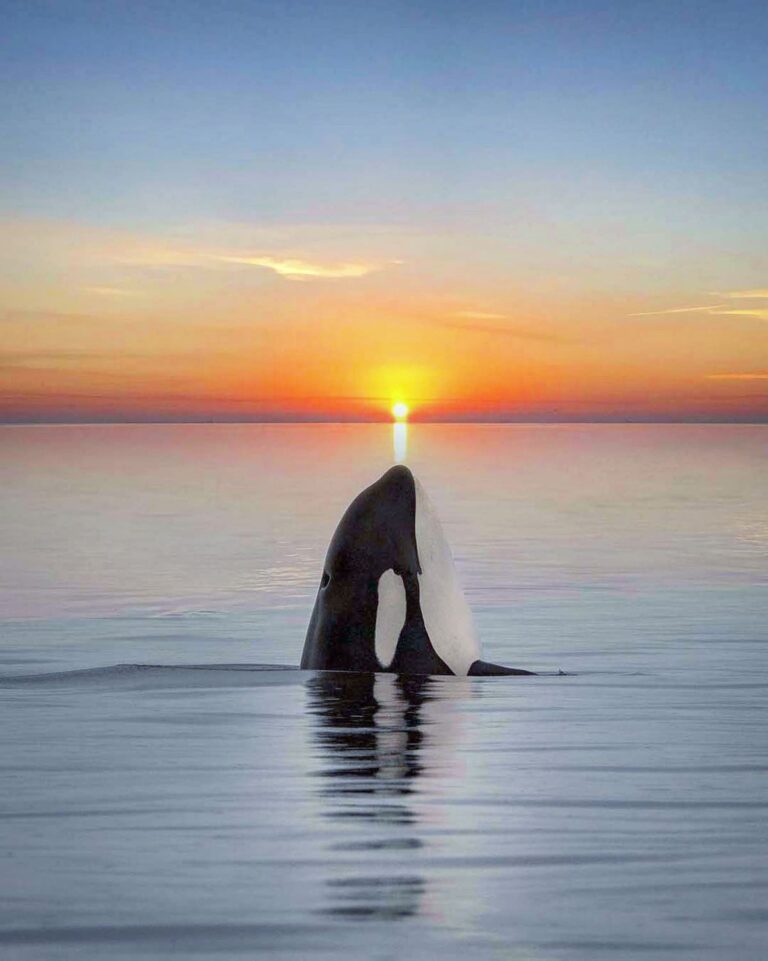 Fotos impressionantes de orcas ao pôr do sol