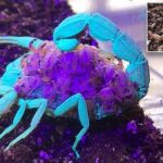 Mãe escorpião e bebês brilham sob a luz ultravioleta