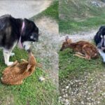 Cadela cuida de bebê bambi ferido até ele se recuperar. Vídeo