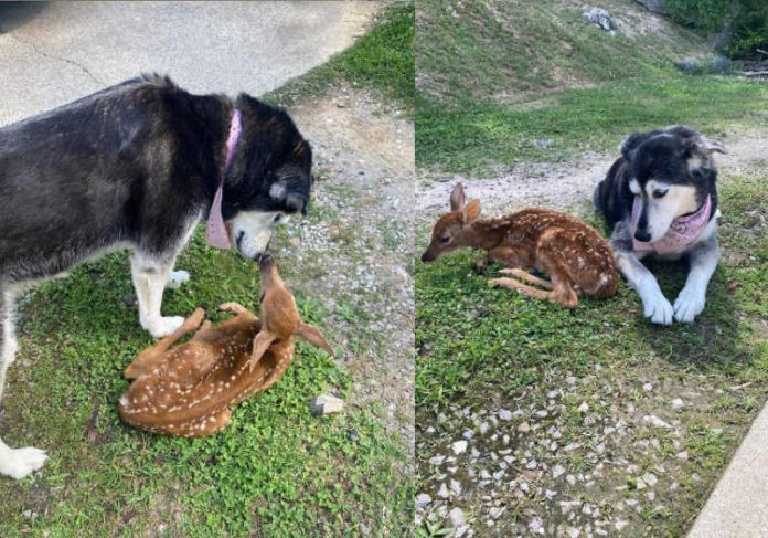 Cadela cuida de bebê bambi ferido até ele se recuperar. Vídeo