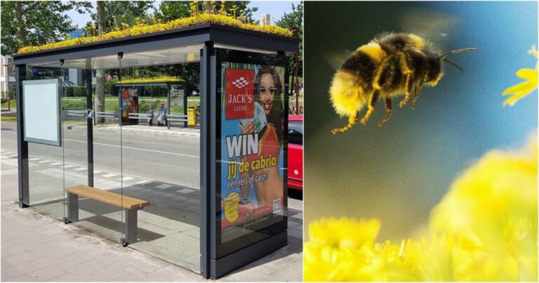Pontos de ônibus ganham vegetação para atrair abelhas na Inglaterra