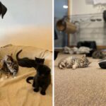 Cachorro labrador acolhe 7 gatinhos órfãos resgatados das ruas
