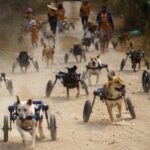 Abrigo compra 27 cadeirinhas de rodas para cães com deficiência