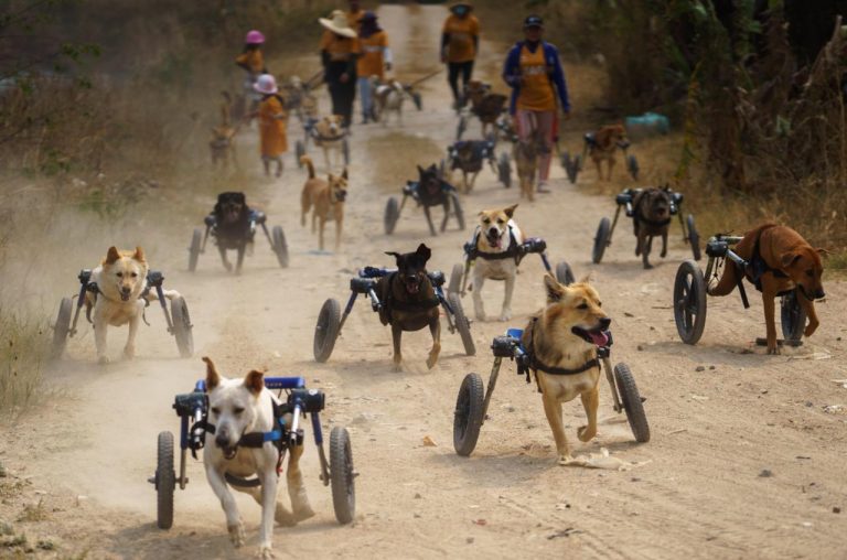 Abrigo compra 27 cadeirinhas de rodas para cães com deficiência