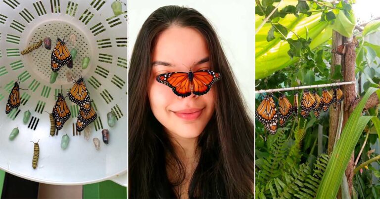 Menina faz ‘berçário’ para borboletas com escorredor de macarrão p’ra ajuda-las a viver