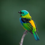 Saíra sete cores