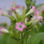 Curiosidades do Tabaco