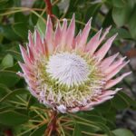 Protea, flor que representa transformação e esperança