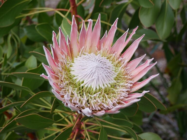 Protea, flor que representa transformação e esperança