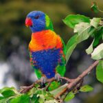 Lóris – ave exótica que lembra a Arara