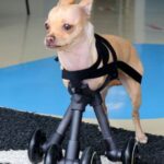 Chihuahua com deficiência ganha prótese 3D