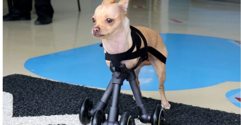 Chihuahua com deficiência ganha prótese 3D