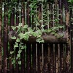 Detergente Ecológico através da Planta Hera