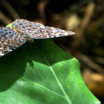 Borboleta-estaladeira (Hamadryas Amphinome)