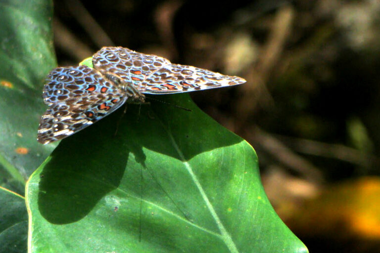 Borboleta-estaladeira (Hamadryas Amphinome)