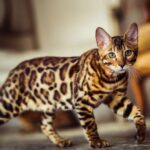 Conheça mais sobre o felino Bengal – Exótico e dócil