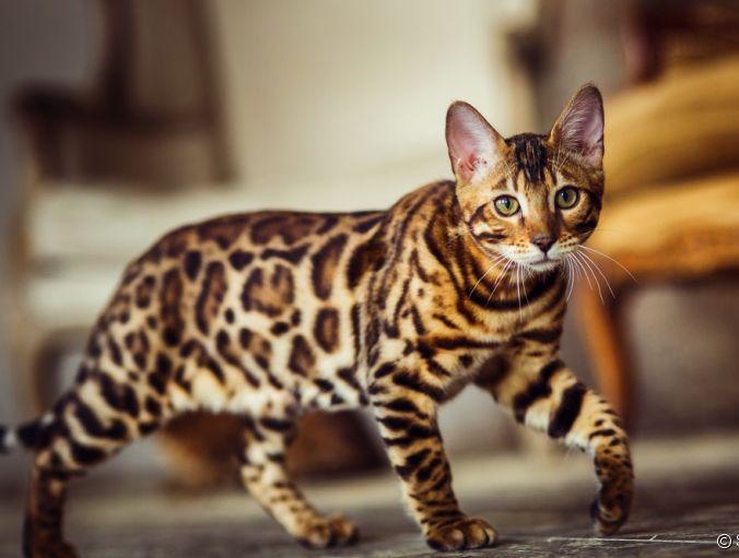 Conheça mais sobre o felino Bengal – Exótico e dócil