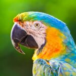 Animais ameaçados de extinção no Brasil