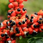 Os incríveis benefícios do guaraná para a saúde