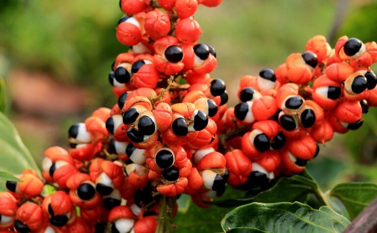 Os incríveis benefícios do guaraná para a saúde