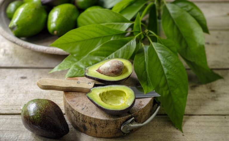 Folhas de abacate têm propriedades medicinais e podem ser consumidas na forma de chás