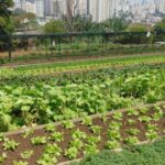 Instituto cultiva horta orgânica para alimentar crianças e adolescentes