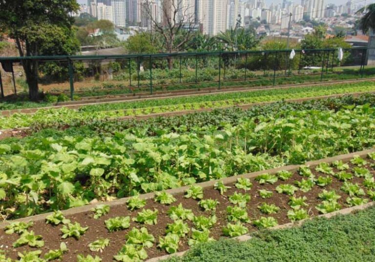 Instituto cultiva horta orgânica para alimentar crianças e adolescentes