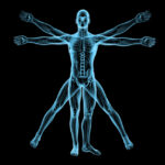 Corpo humano: Os órgãos e suas funções