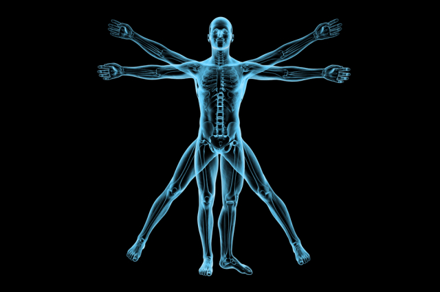 Corpo humano: Os órgãos e suas funções