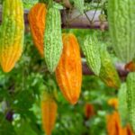 Melão-de-são-caetano: planta tem fins medicinais