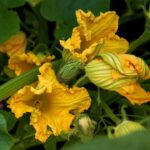 Flor de abóbora é comestível e faz bem