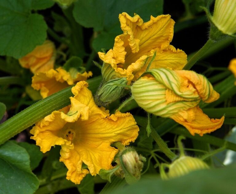 Flor de abóbora é comestível e faz bem