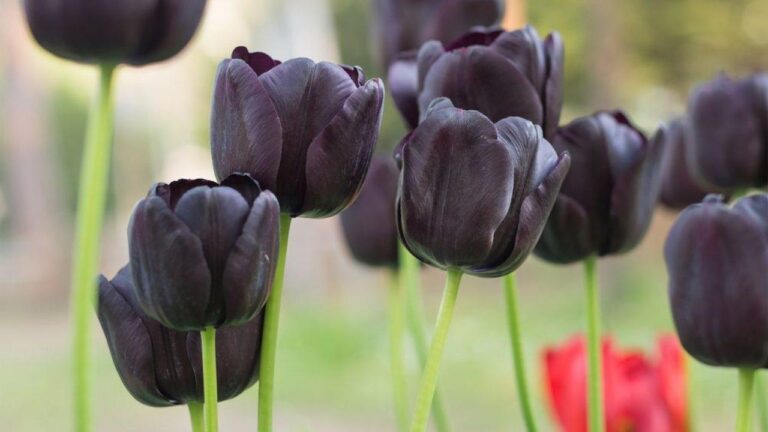 Conheça alguns tipos de flor preta