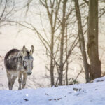 Artista trabalha em santuário de burros, onde fotografa sua beleza e fofura