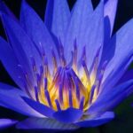 Flor das águas – Lótus azul