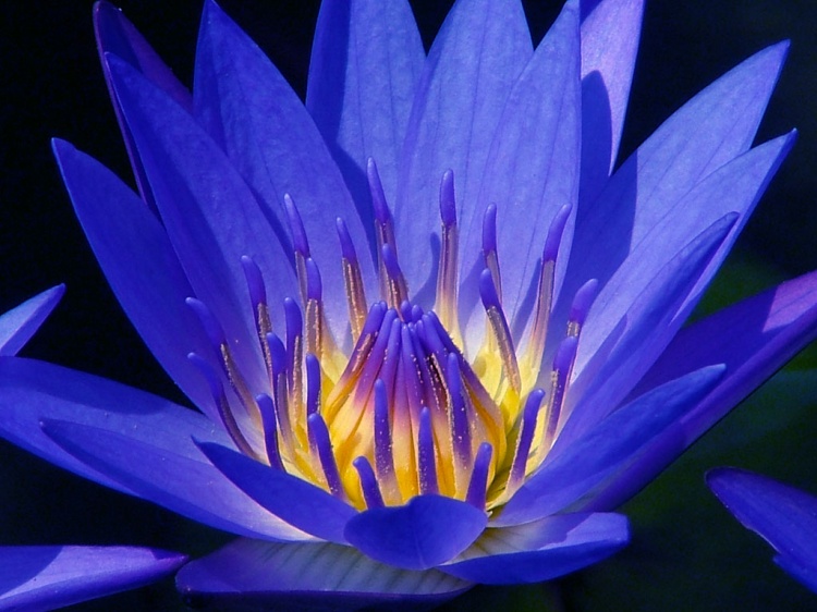 Flor das águas – Lótus azul