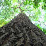 Conheça 5 árvores gigantes do Brasil