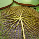 Vitória-Régia: A gigante planta aquática da Amazônia