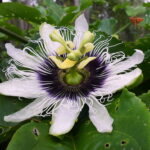 Flor de maracujá reúne beleza e benefícios na mesma planta