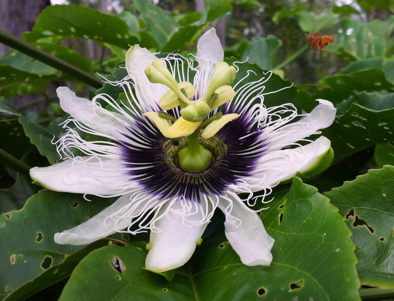 Flor de maracujá reúne beleza e benefícios na mesma planta