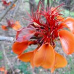 Conheça mais sobre a árvore mulungu da Caatinga