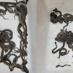 Nos EUA, mulher descobre quase 90 serpentes em sua residência