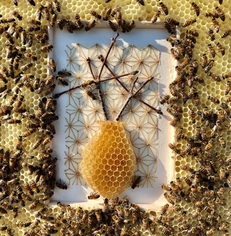 Artista oferece seu trabalho para abelhas em uma improvável colaboração criativa