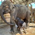 Fotos capturam a pura alegria do bebê elefante resgatado