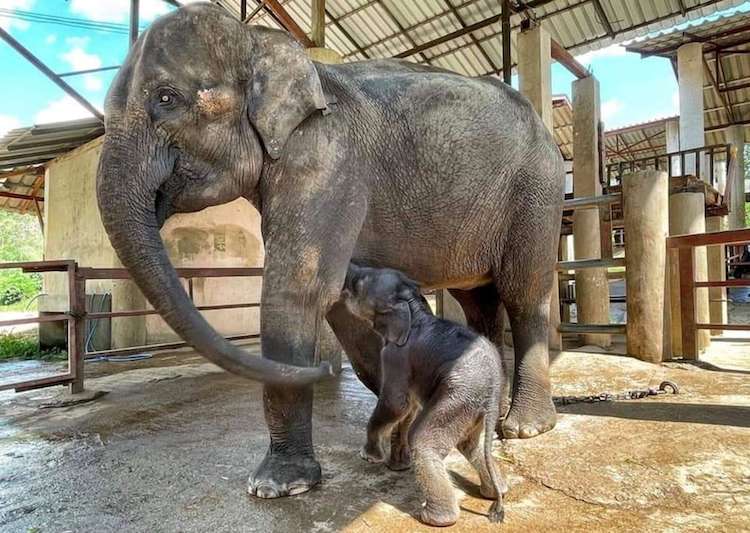 Fotos capturam a pura alegria do bebê elefante resgatado