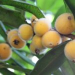 Cabeludinha, exótica e benéfica para a saúde