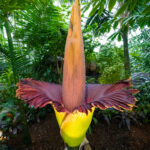 Conheça uma das maiores flores do mundo: Amorphophallus