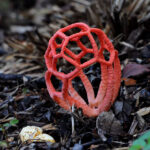 Gaiola das bruxas: Um fungo vermelho muito diferente